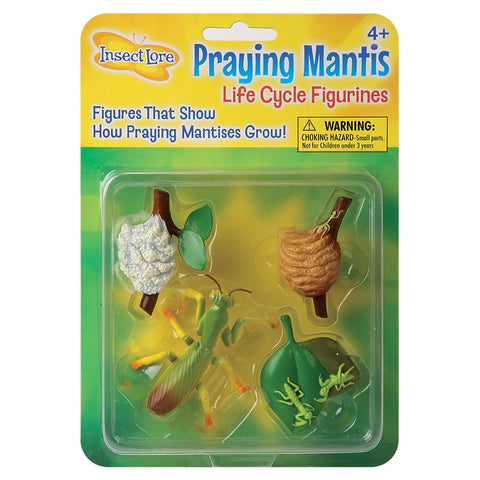 Praying Mantis Life Cycle Stages